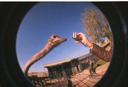 Fisheye-2 Agfa Color 400